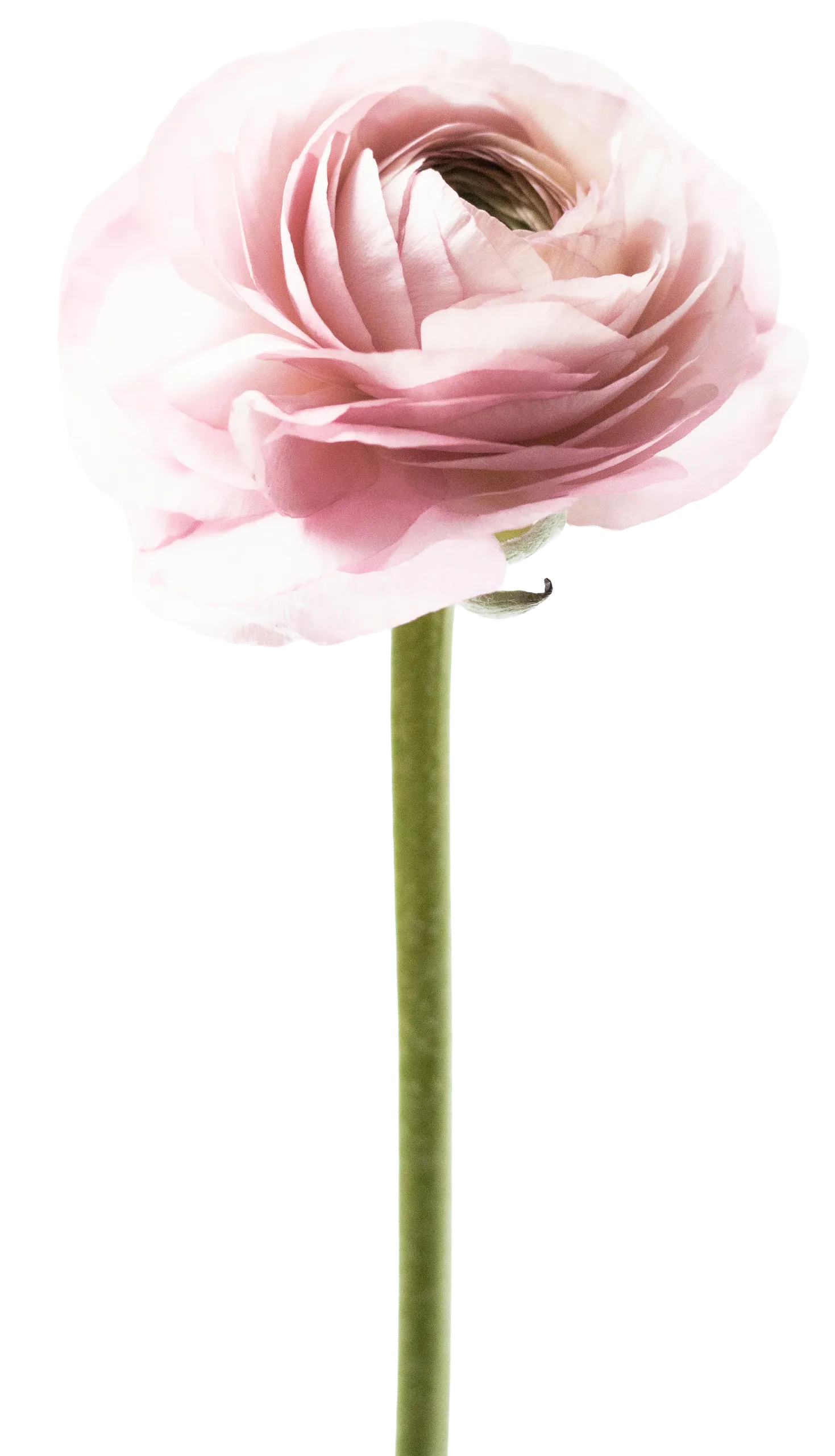 Pink, spiral petals on long green stem, white background