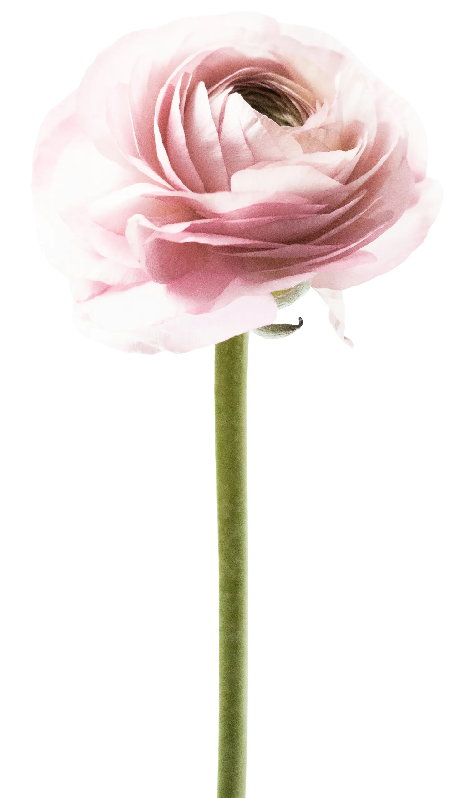 Ranúnculo rosa de pétalos en espiral sobre tallo verde largo, fondo blanco